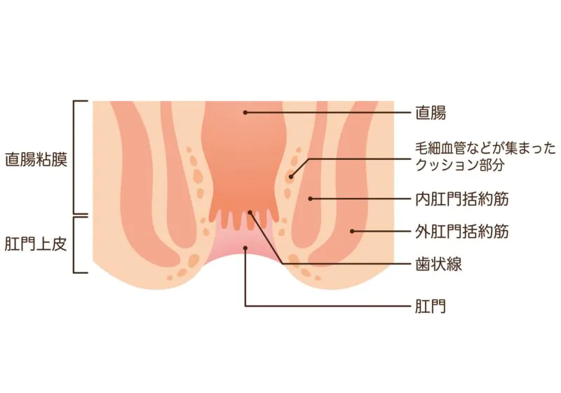 肛門の構造について